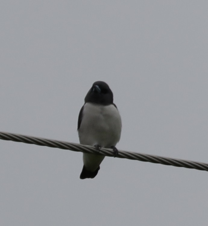 White-breasted Woodswallow - ML637568898