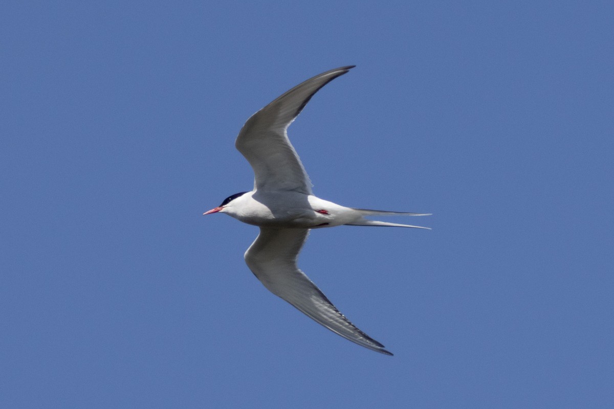 Arctic Tern - ML637568917