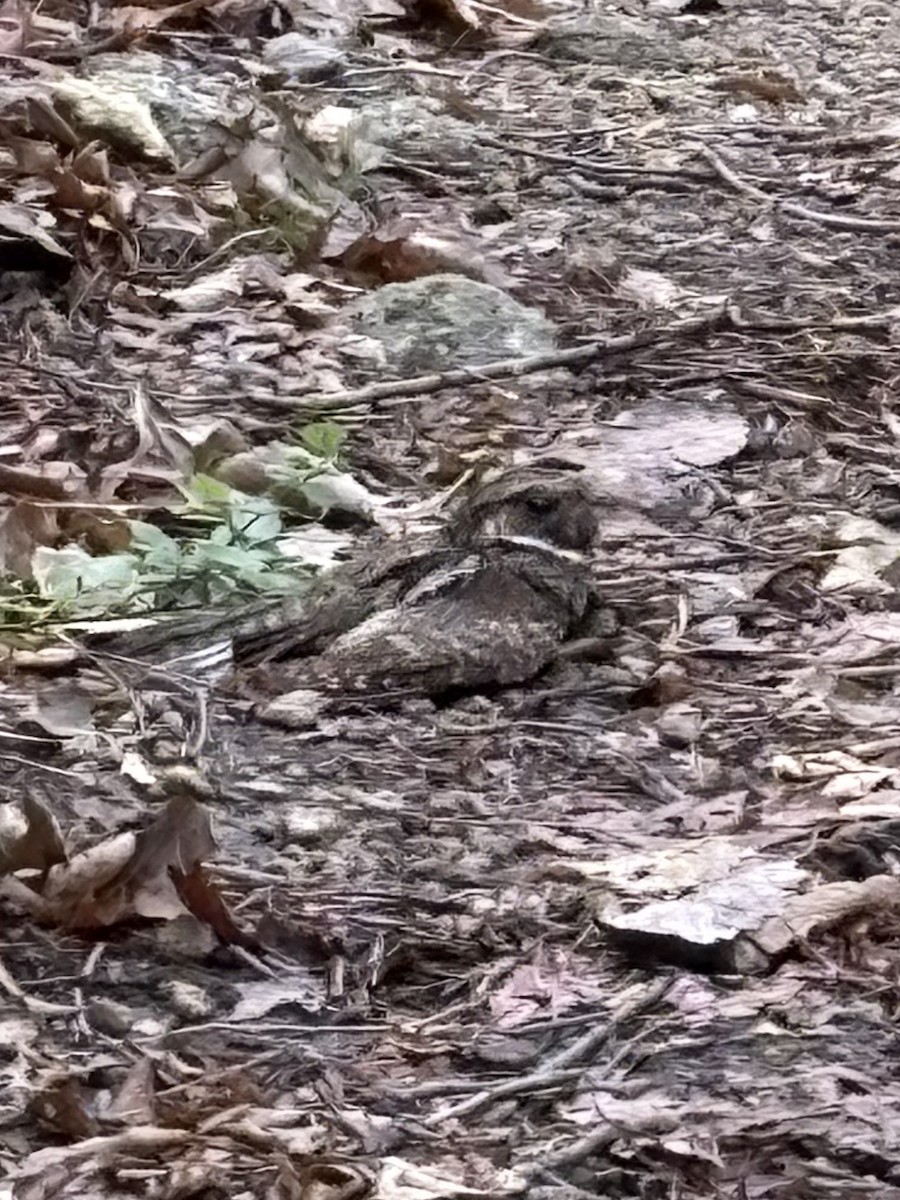Eastern Whip-poor-will - ML637568929