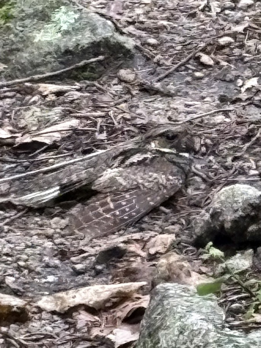 Eastern Whip-poor-will - ML637568930