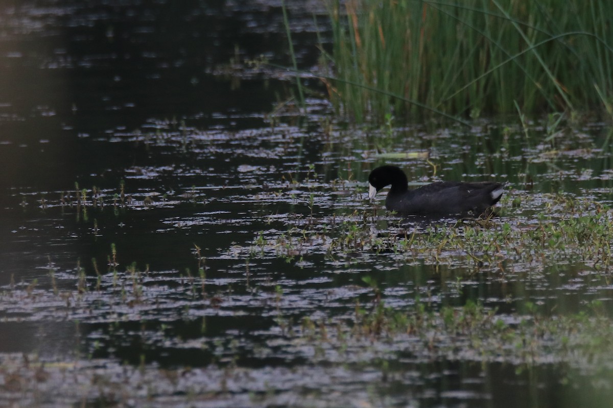 American Coot - ML637568950