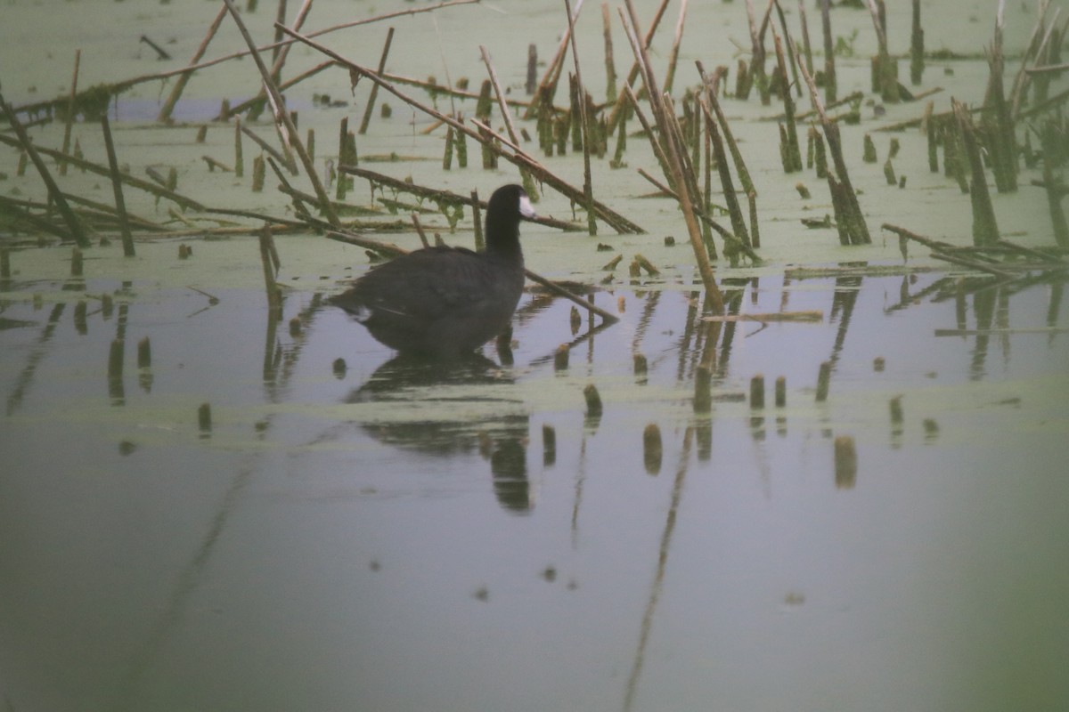American Coot - ML637568951