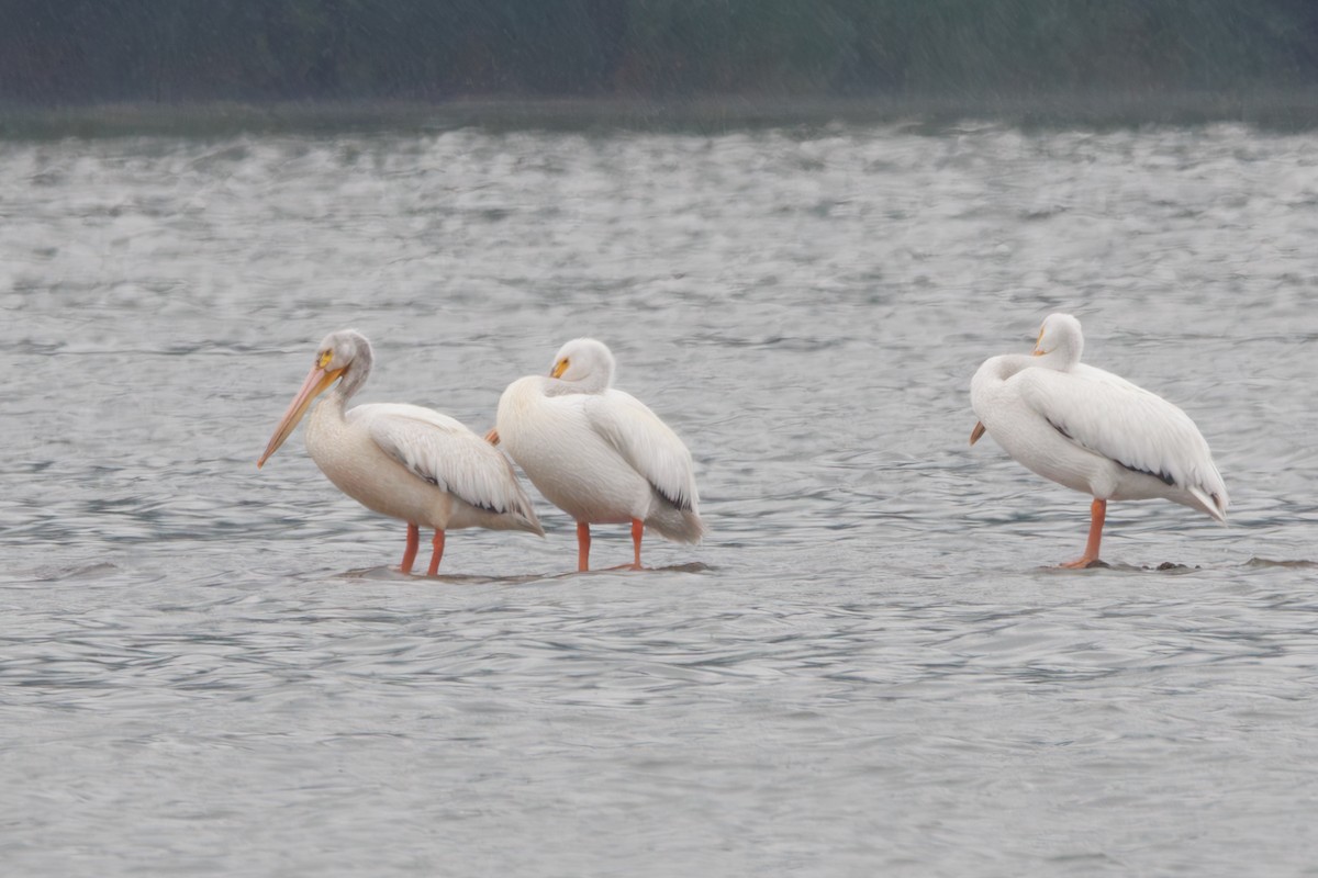 American White Pelican - ML637568962