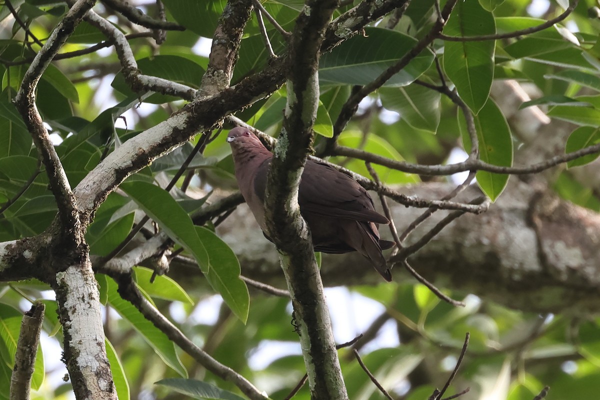 Short-billed Pigeon - ML637568963