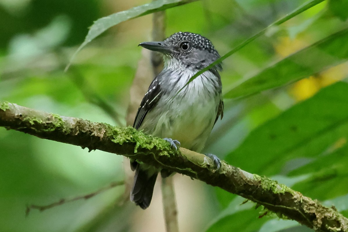 Spot-crowned Antvireo - ML637568984