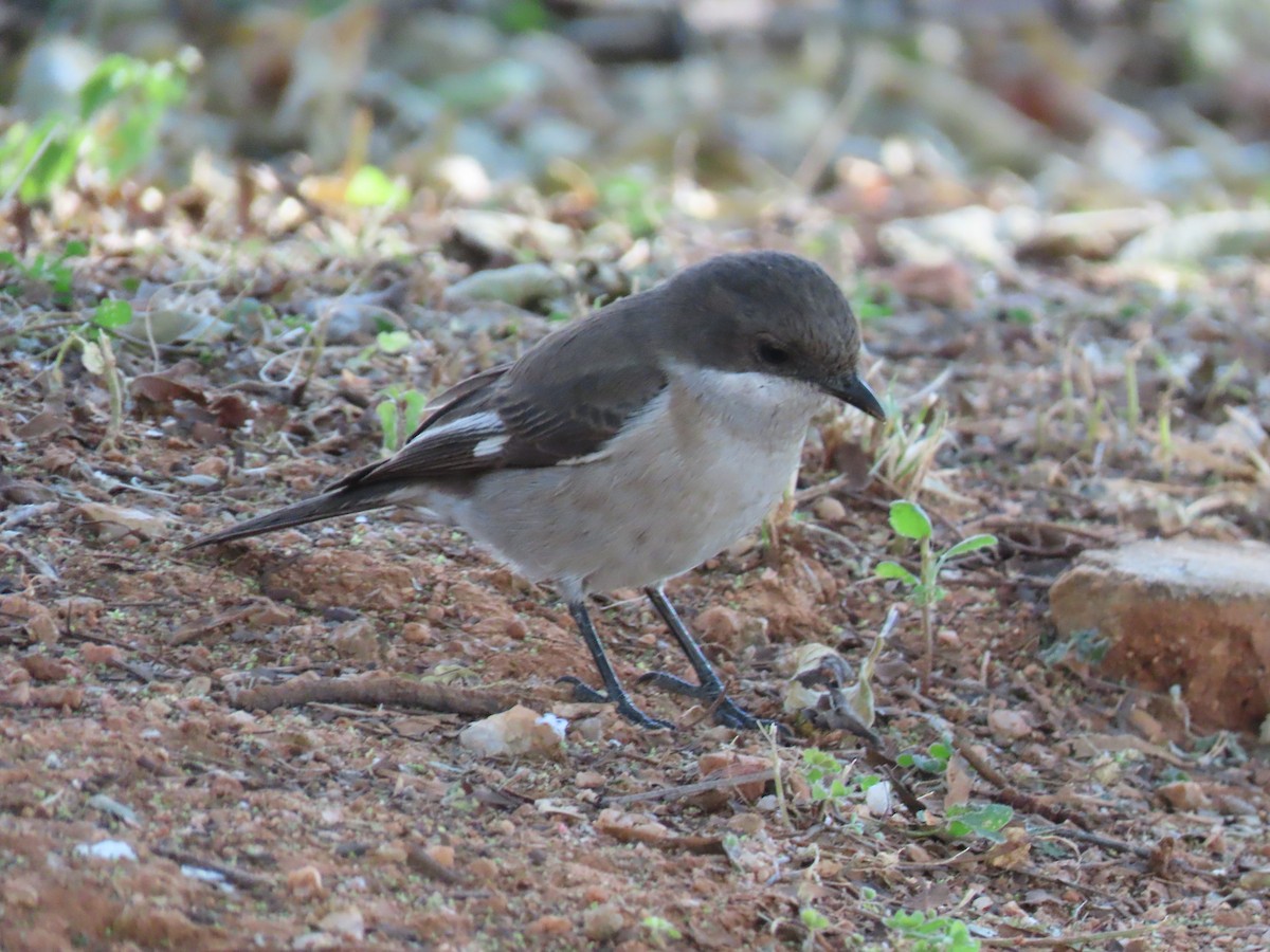 Fiscal Flycatcher - ML637569078