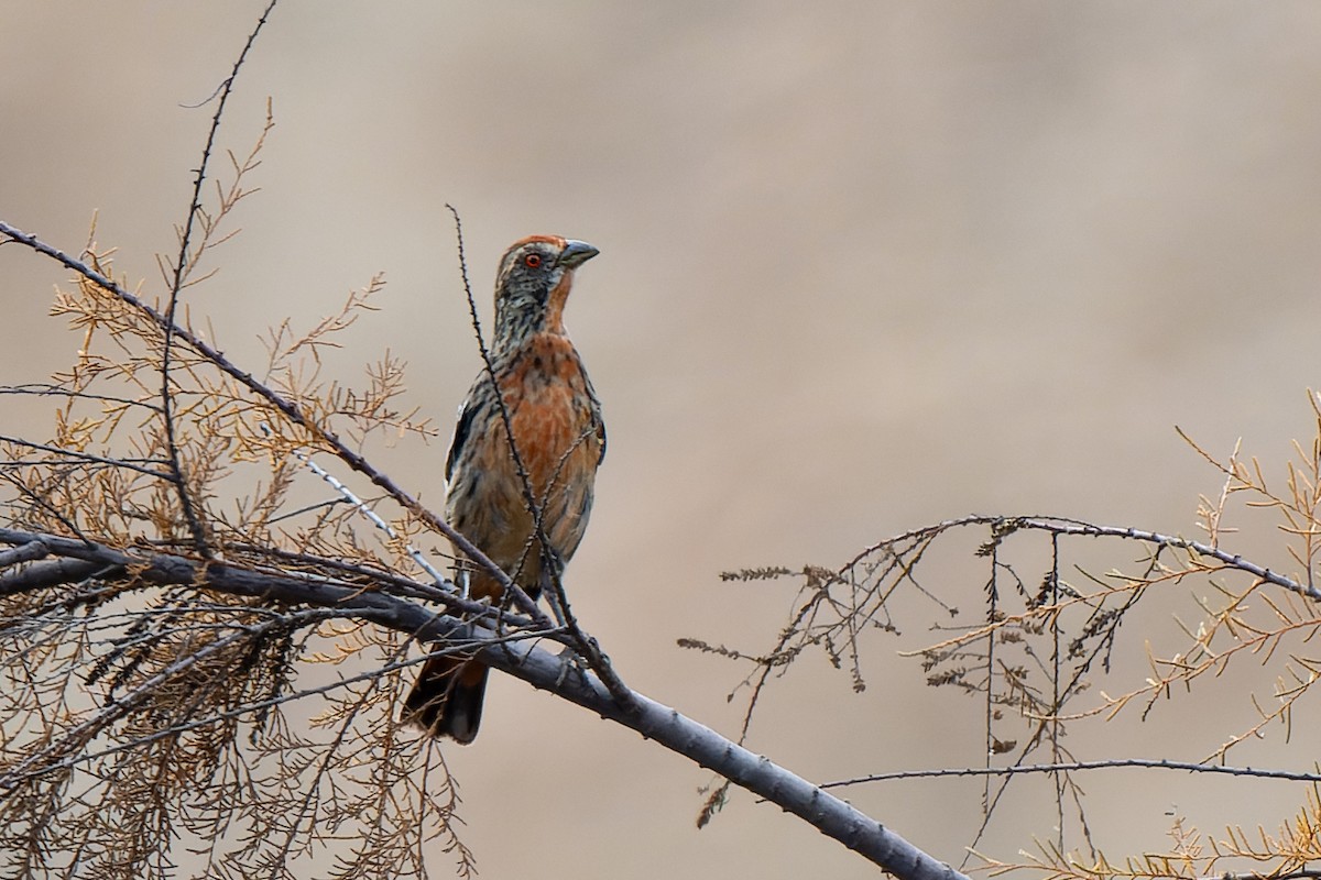 Rufous-tailed Plantcutter - ML637569089