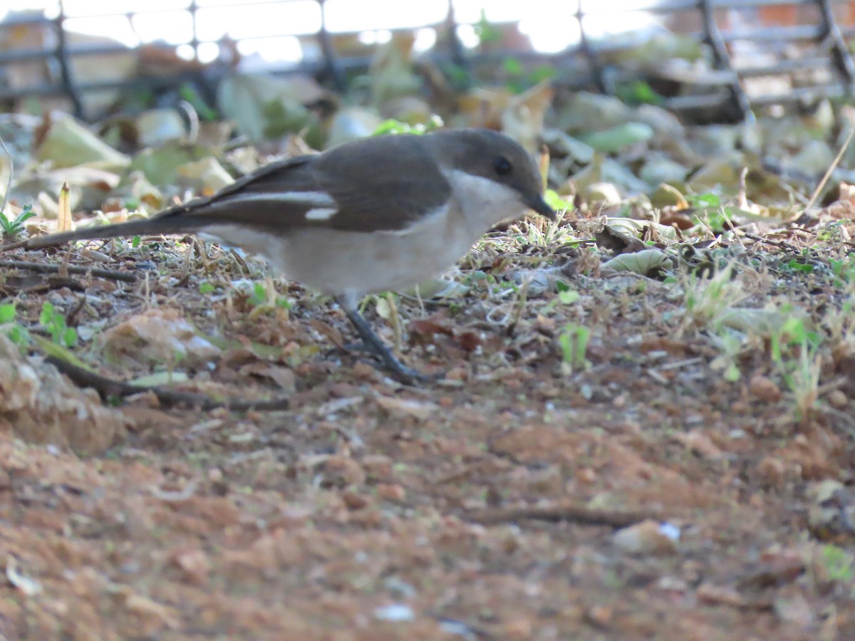 Fiscal Flycatcher - ML637569090