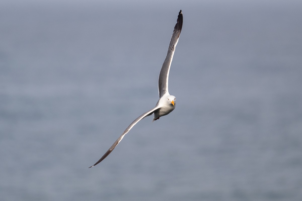 Western Gull - ML637569094