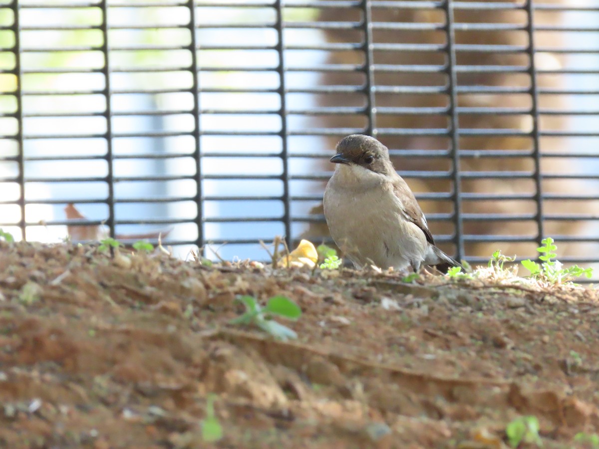 Fiscal Flycatcher - ML637569096