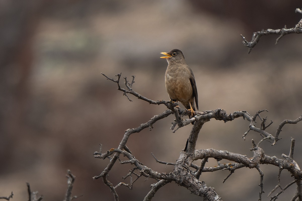 Austral Thrush - ML637569128