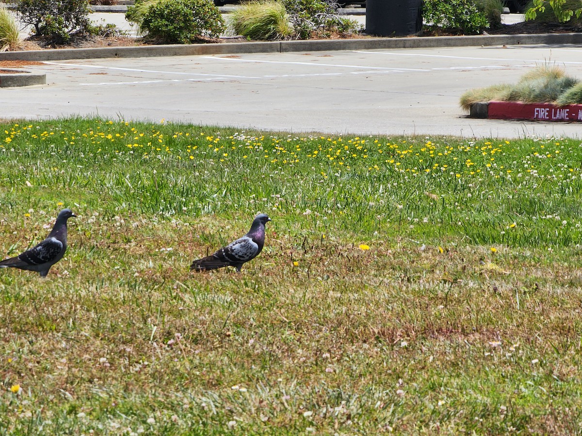 Rock Pigeon (Feral Pigeon) - ML637569254