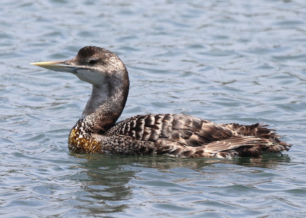 Yellow-billed Loon - ML637569297