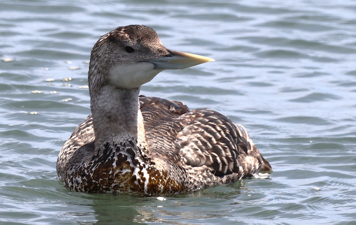 Yellow-billed Loon - ML637569335