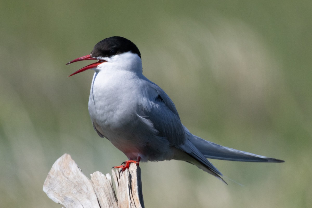 Arctic Tern - ML637569337