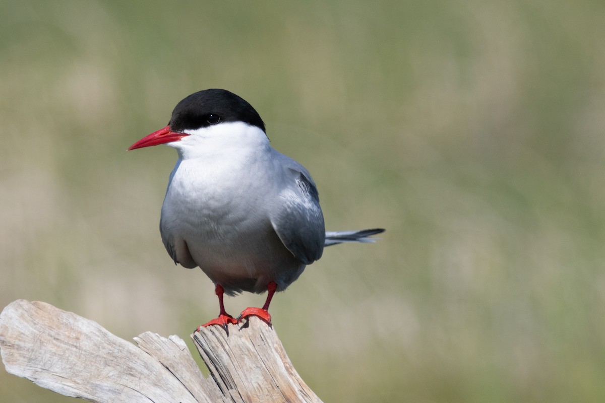 Arctic Tern - ML637569338