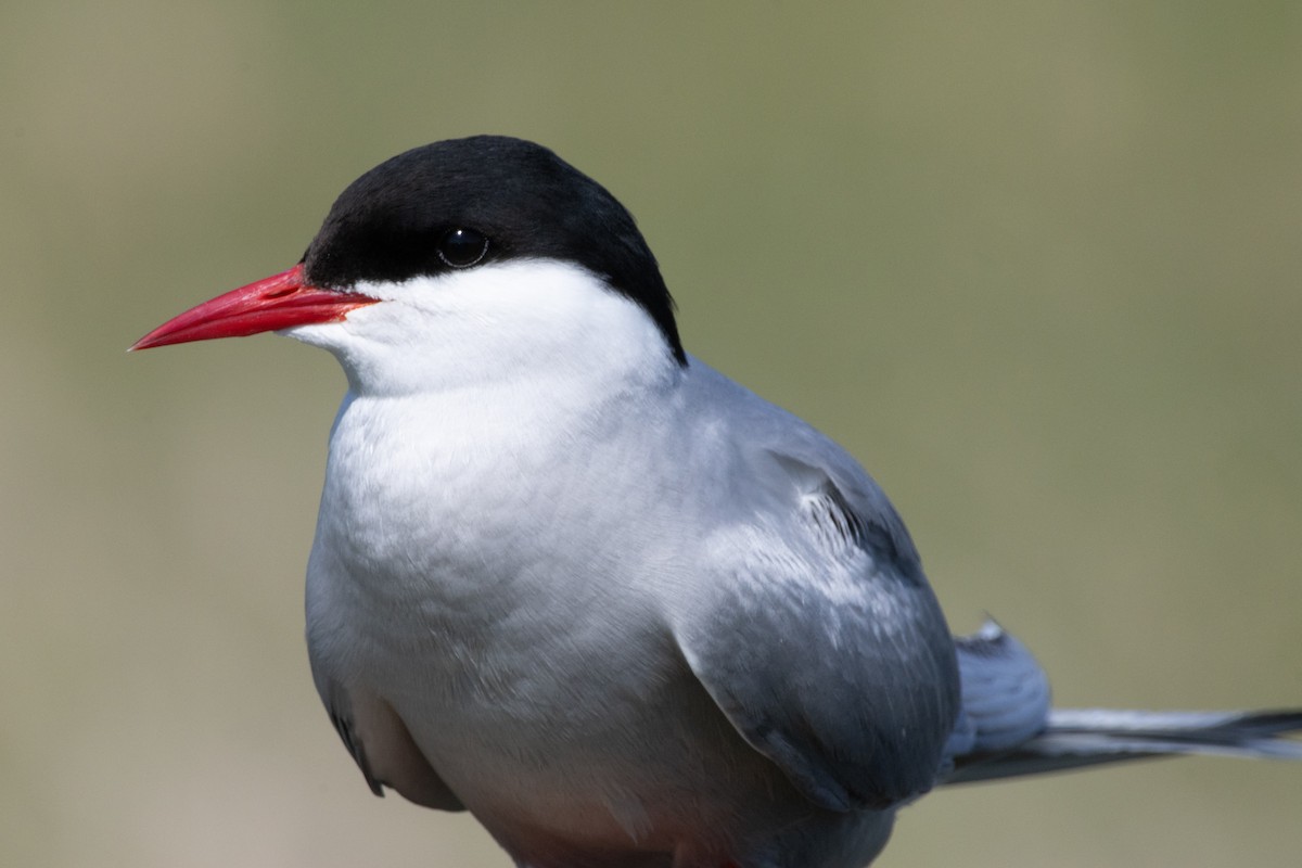 Arctic Tern - ML637569339