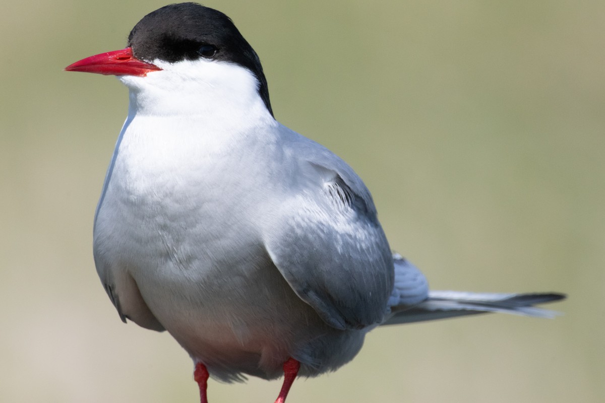 Arctic Tern - ML637569340