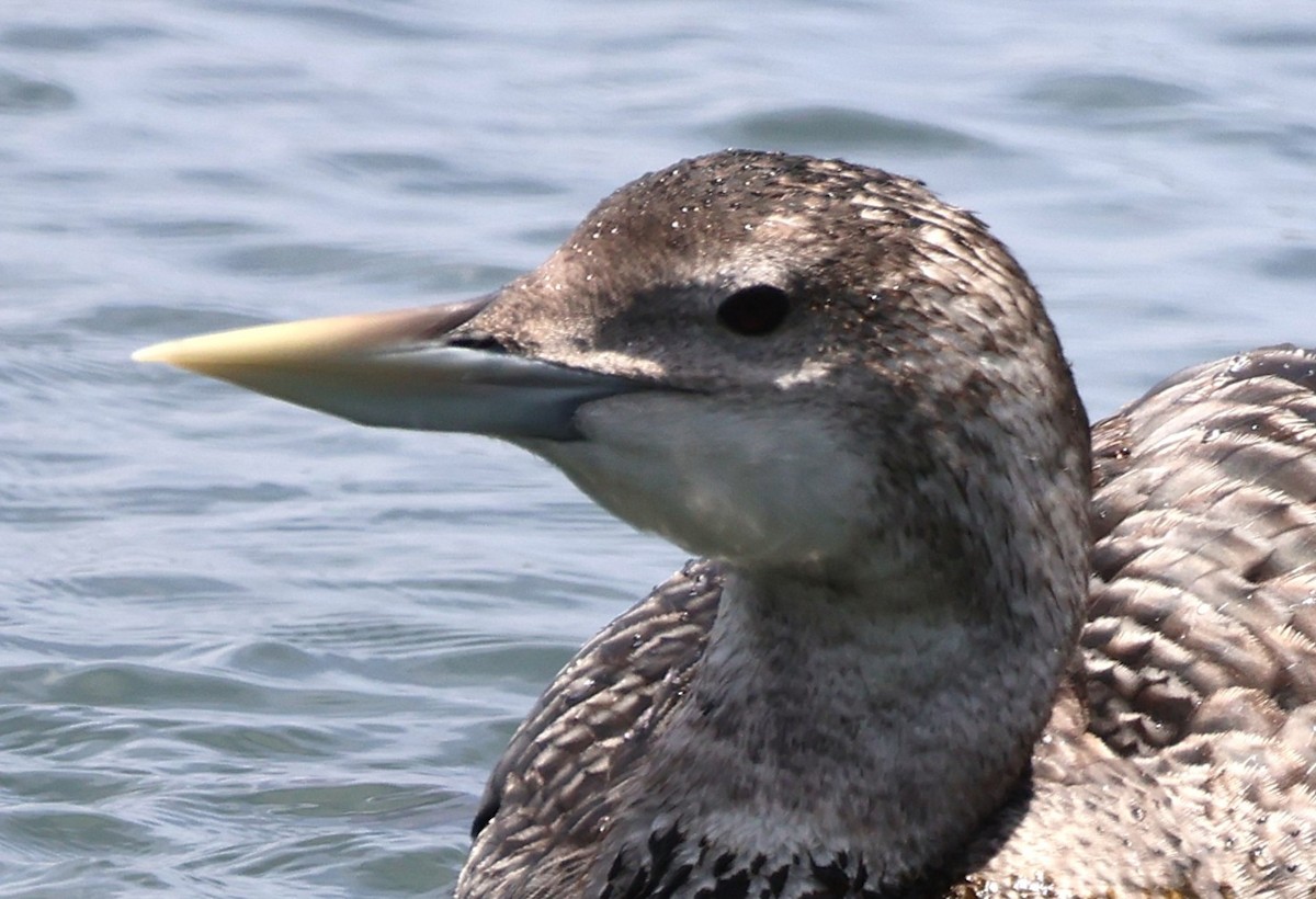 Yellow-billed Loon - ML637569341