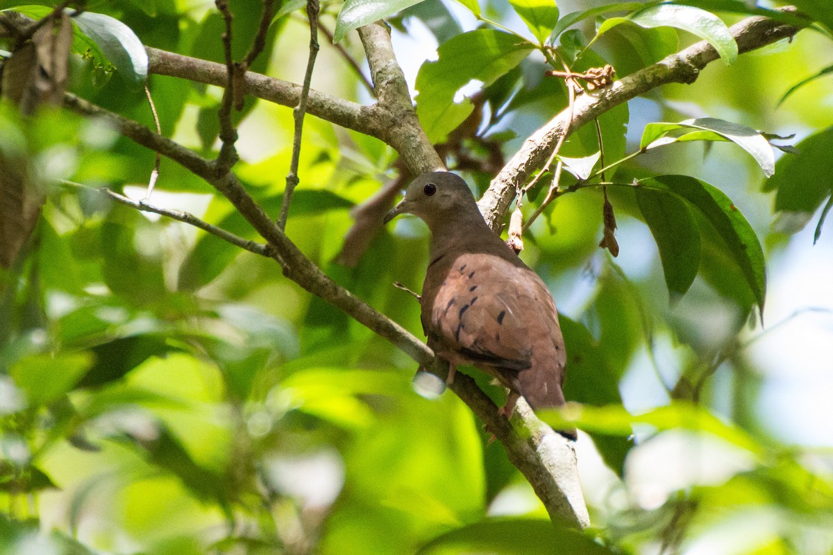 Ruddy Ground Dove - ML637569344
