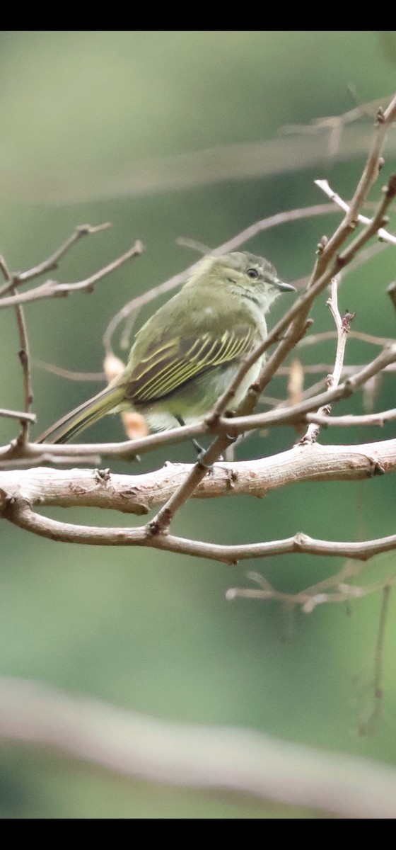 Mistletoe Tyrannulet - ML637569346