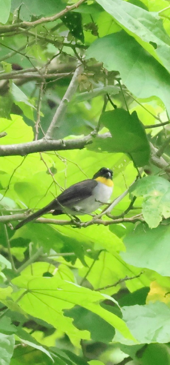 White-naped Brushfinch - ML637569369