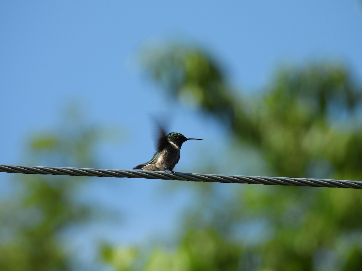 Colibri à gorge rubis - ML637569396
