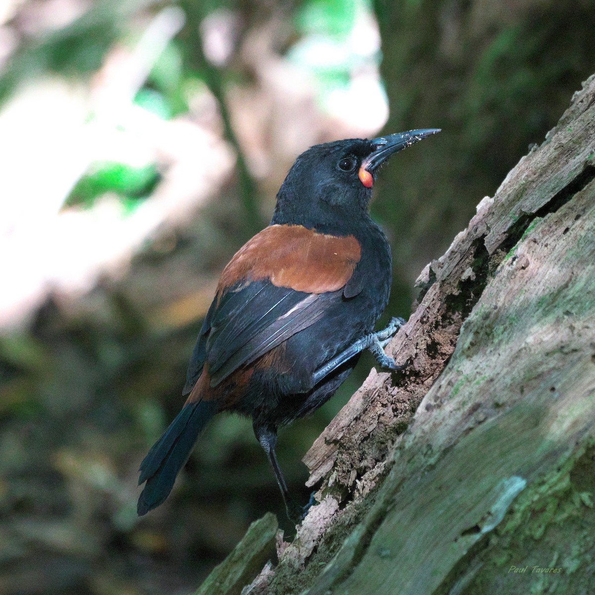 North Island Saddleback - ML637569404