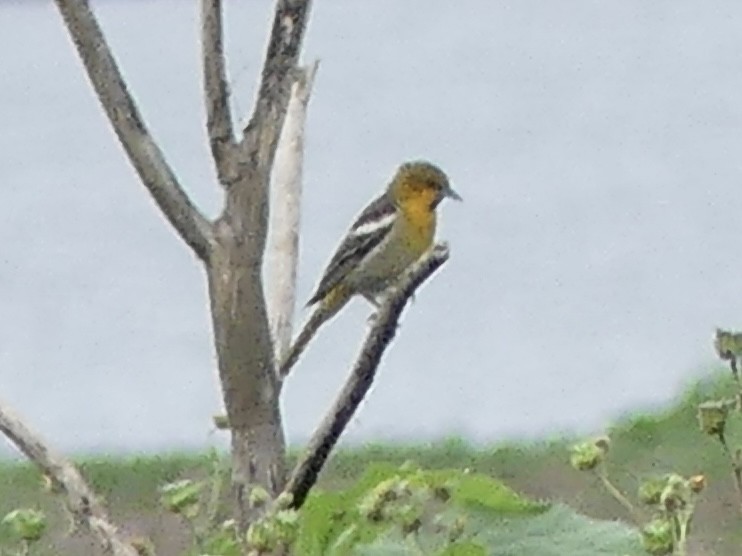 Black-backed Oriole - ML637569419
