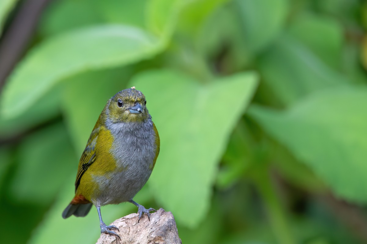 Chestnut-bellied Euphonia - ML637569480