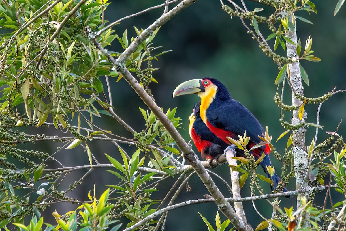 Red-breasted Toucan - ML637569488