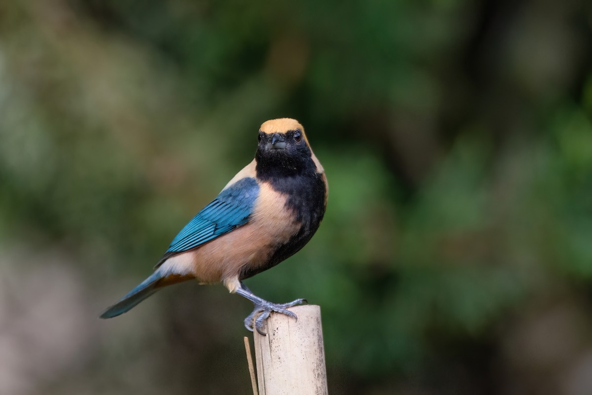 Burnished-buff Tanager - ML637569493