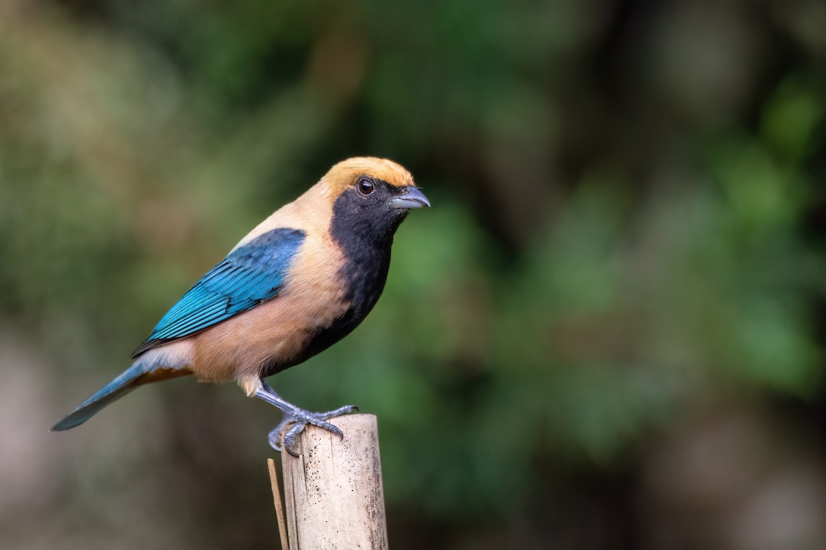 Burnished-buff Tanager - ML637569495