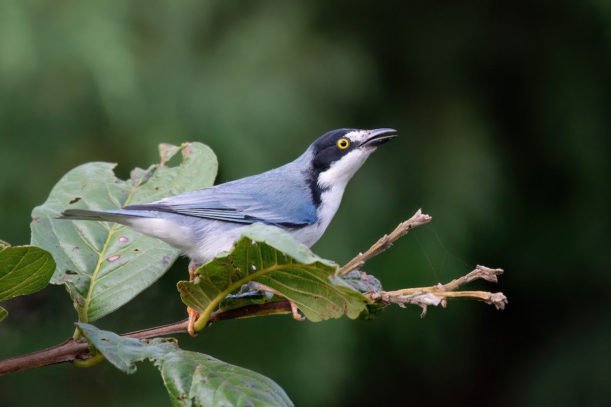 Hooded Tanager - ML637569499