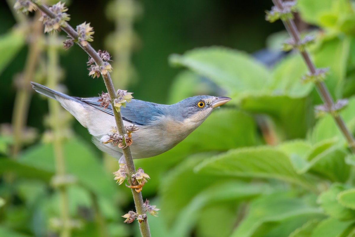 Hooded Tanager - ML637569501