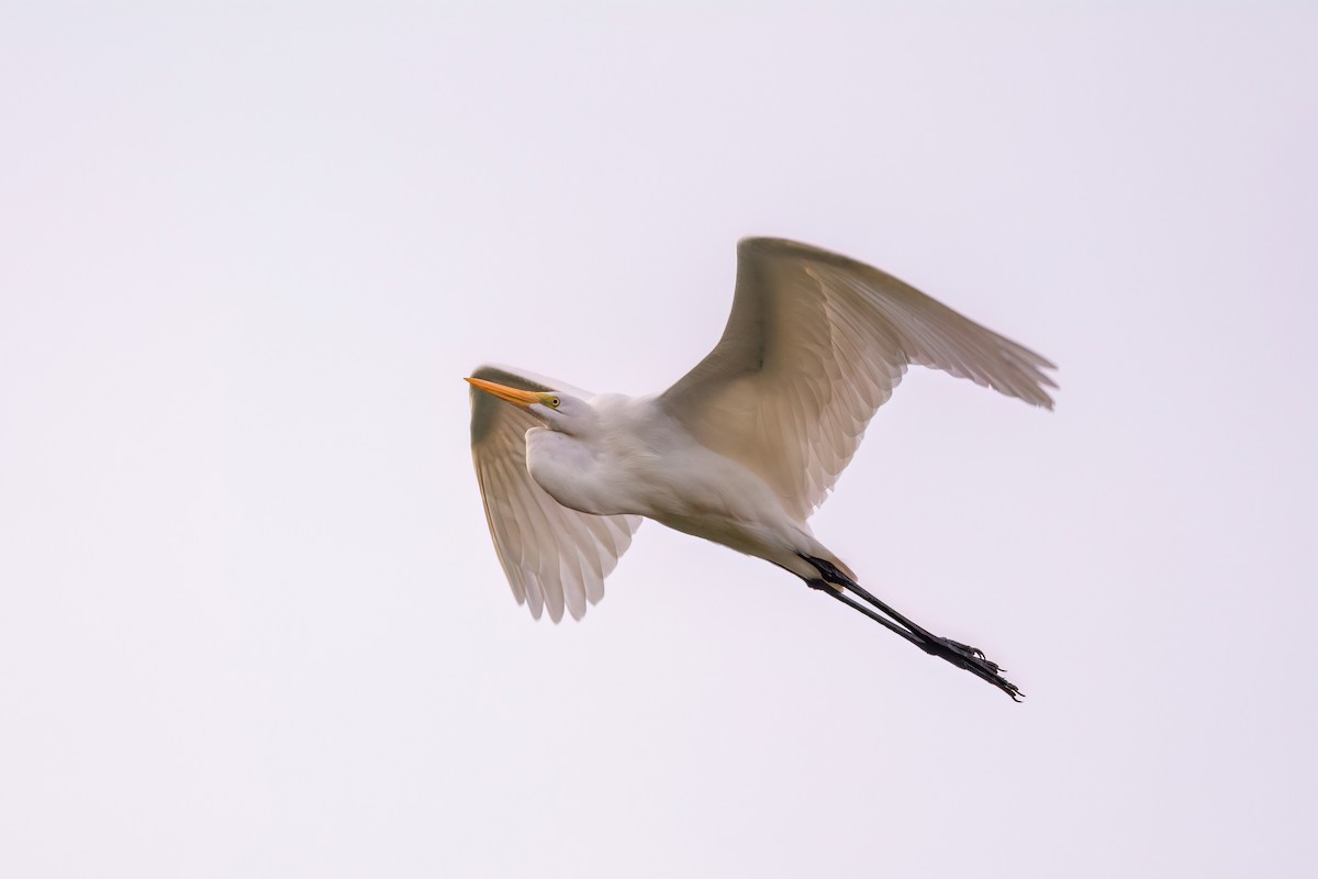 Great Egret - ML637569516