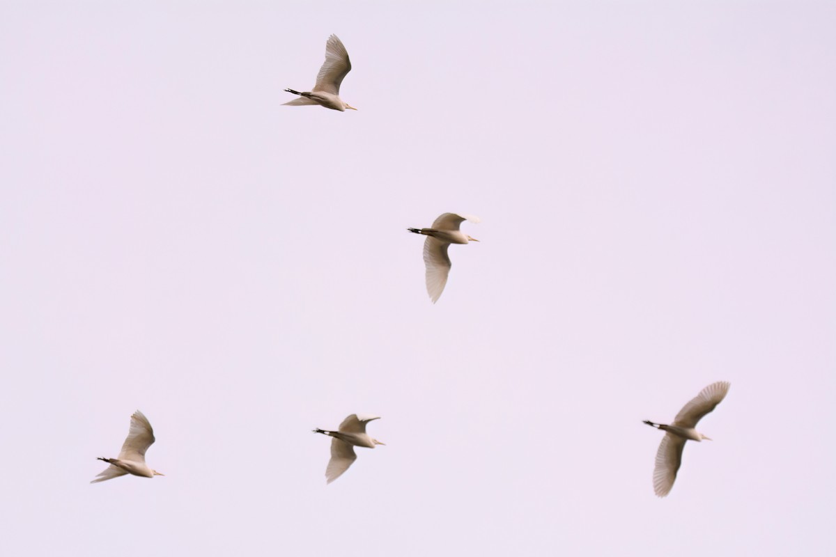 Western Cattle-Egret - ML637569519