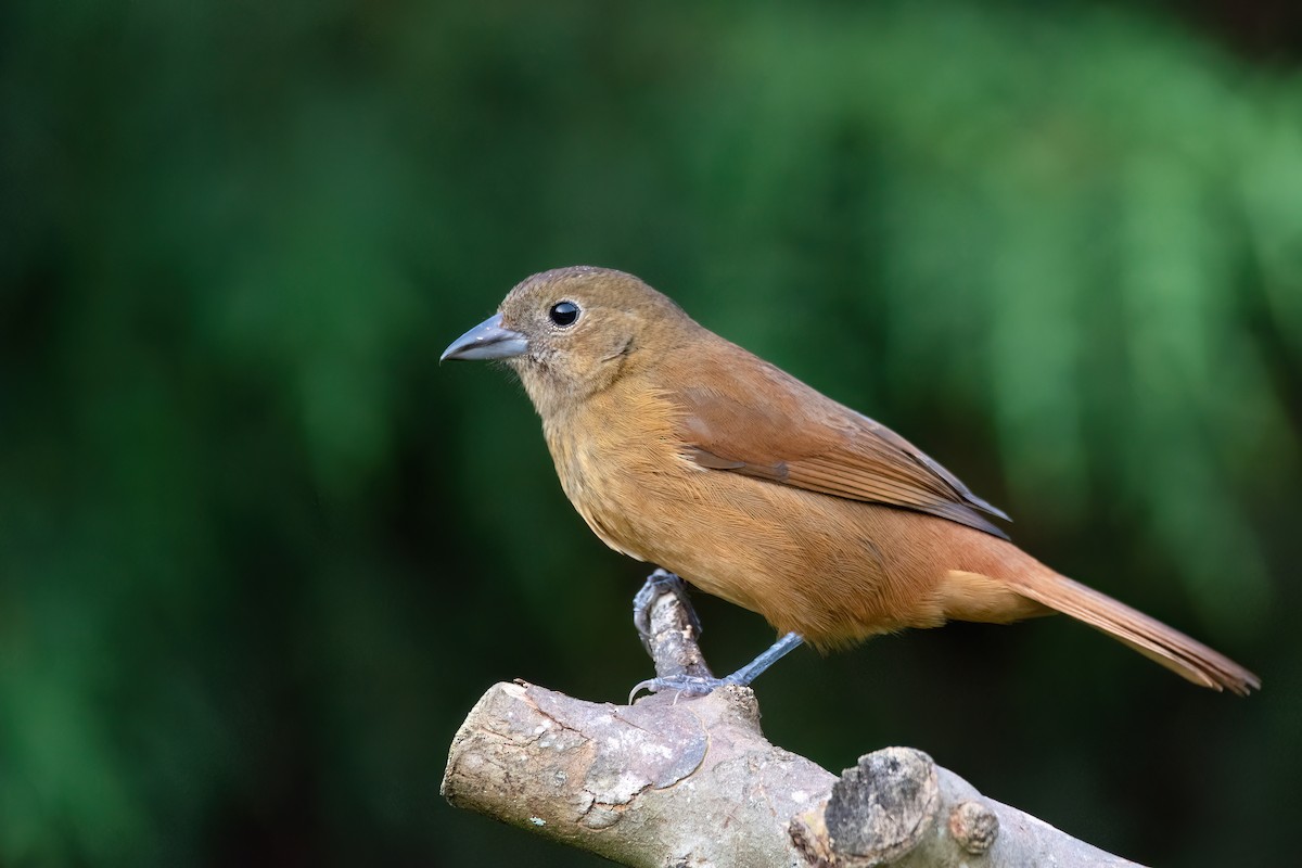 Ruby-crowned Tanager - ML637569531