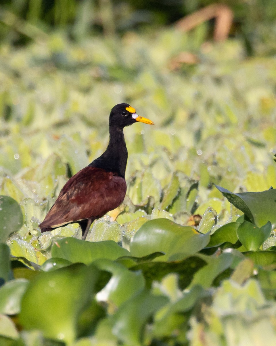 Northern Jacana - ML637569651