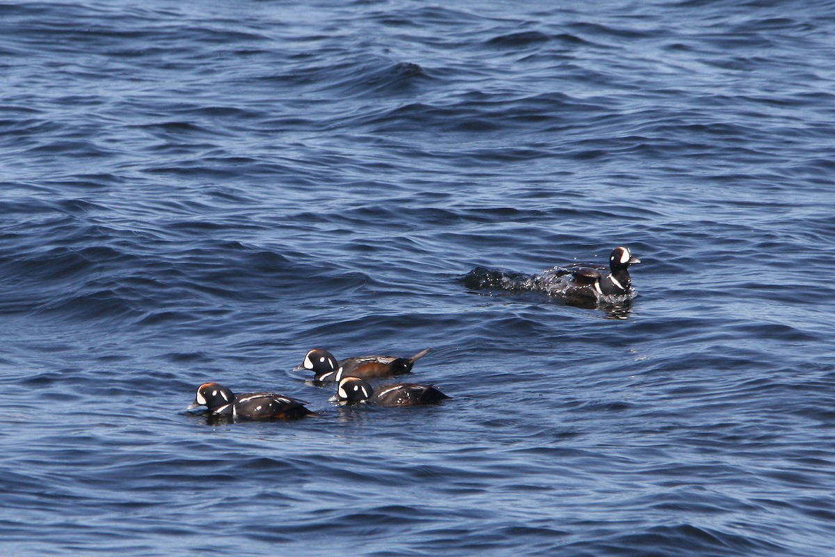 Harlequin Duck - ML637569670