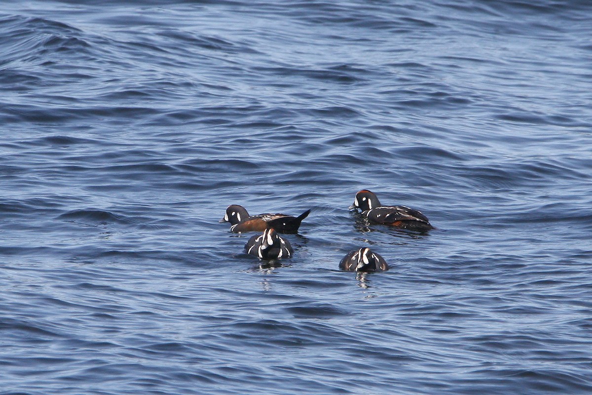Harlequin Duck - ML637569672