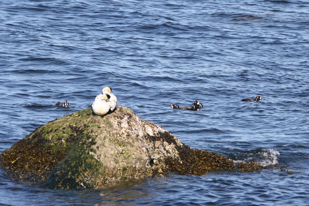 Harlequin Duck - ML637569673