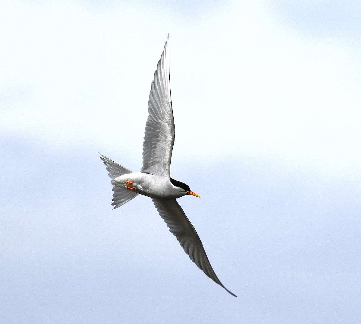 Black-fronted Tern - ML637569691