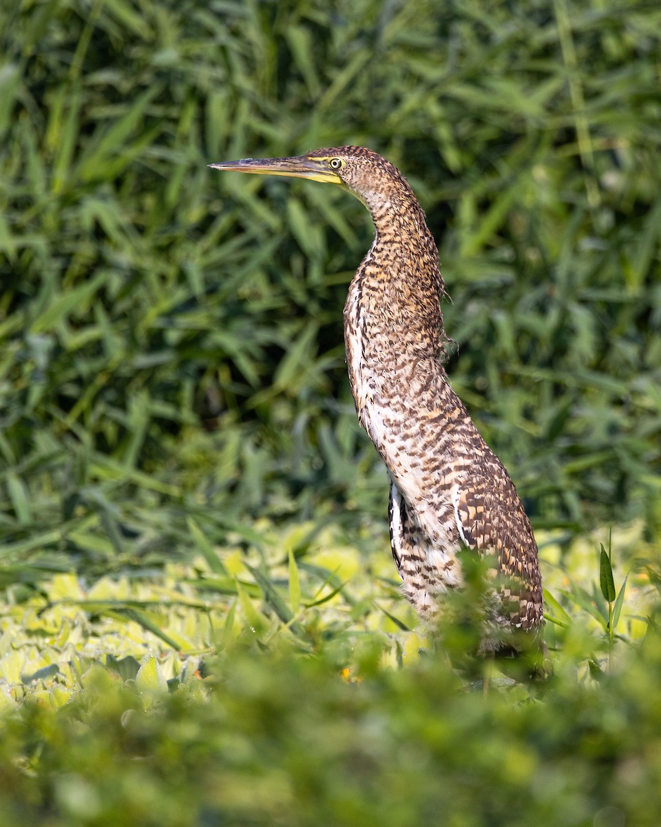 Bare-throated Tiger-Heron - ML637569695