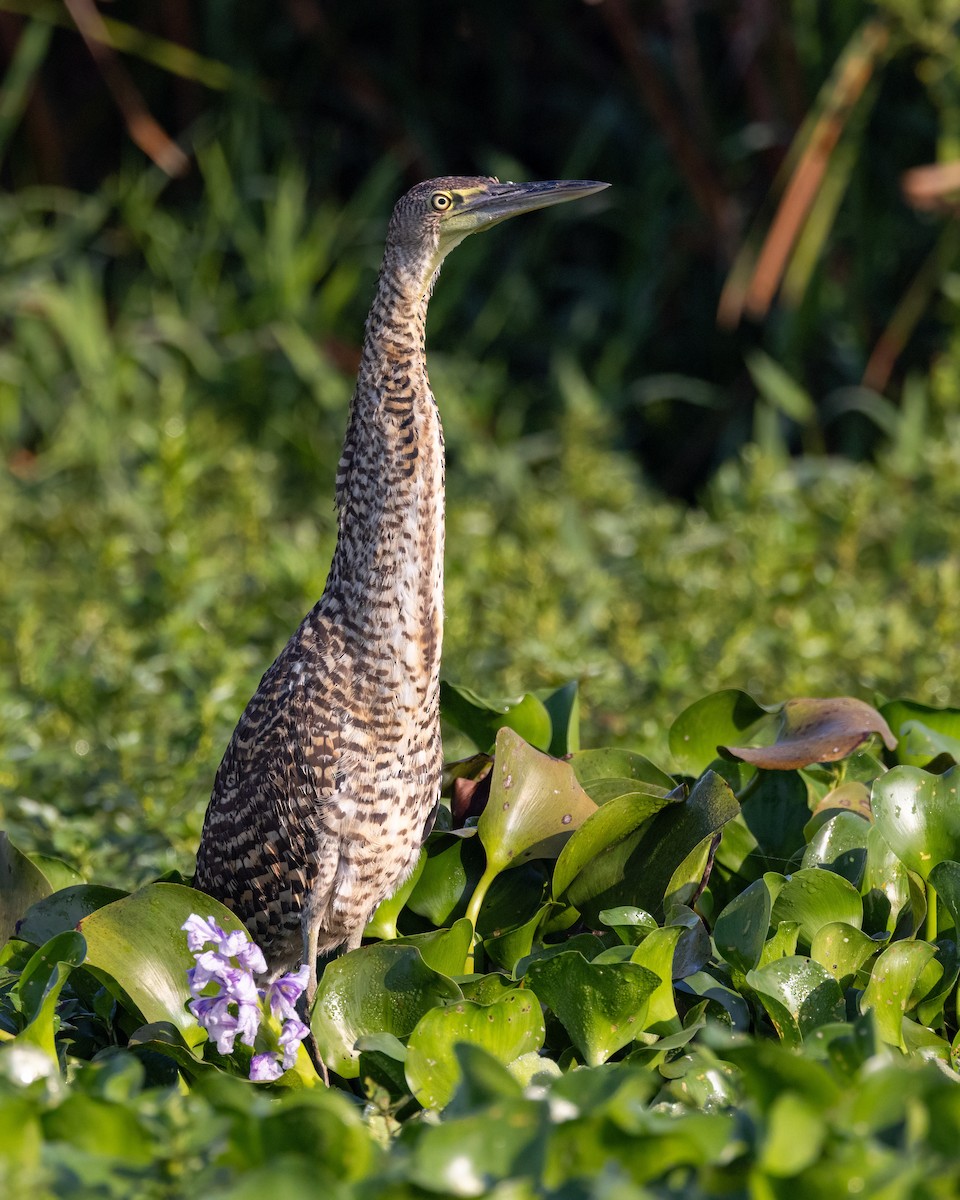 Bare-throated Tiger-Heron - ML637569696