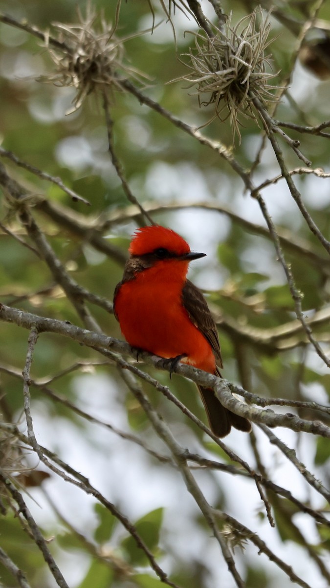 Vermilion Flycatcher - ML637569713
