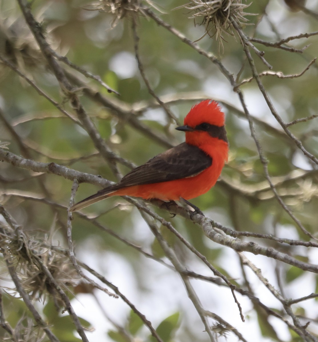 Vermilion Flycatcher - ML637569715