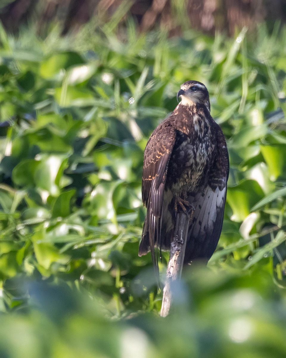 Snail Kite - ML637569730
