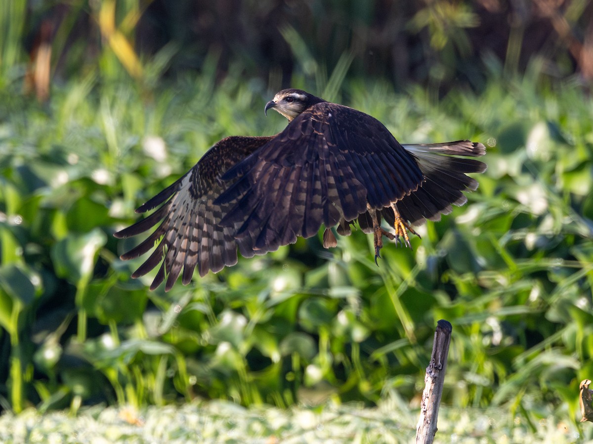 Snail Kite - ML637569732