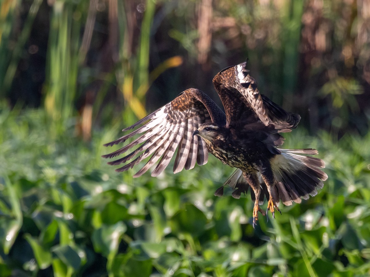 Snail Kite - ML637569733